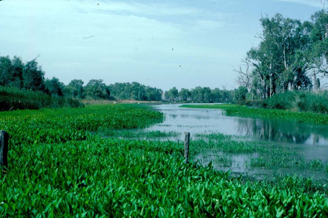sagittaria_2_-_scan0007.jpg