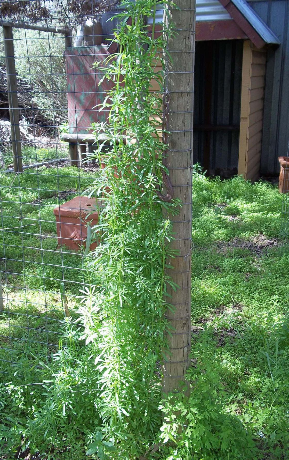 three_horned_bedstraw_3_-_Galium_smothering_chook_house.jpg