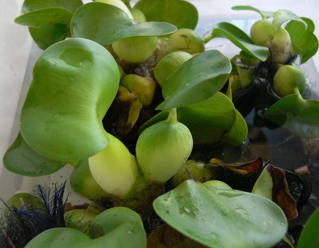 water_hyacinth_3_-_Water_Hycinth_juvenile_cropped_-_A_Harvey.jpg
