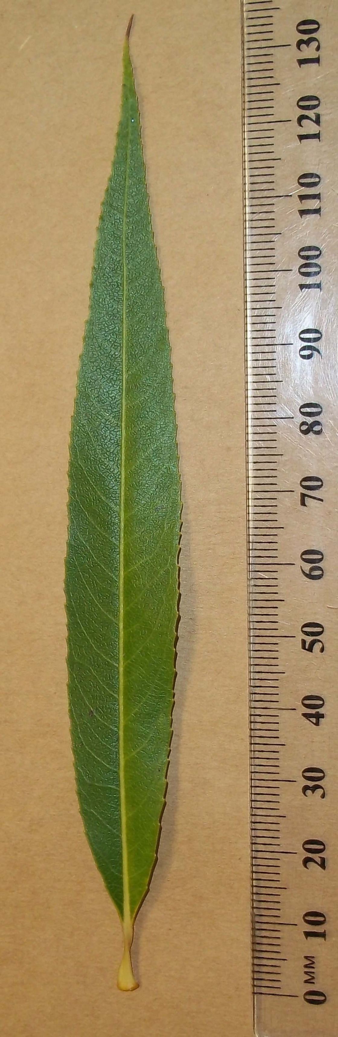 willows_2_-_w.willow_leaf_croppedx2.jpg
