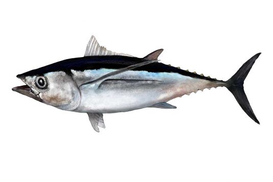 Albacore