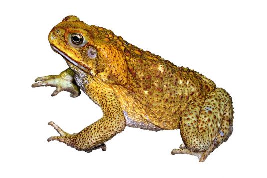 Cane toad