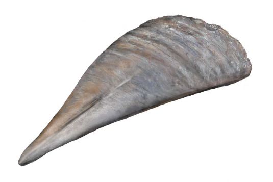 Razorfish