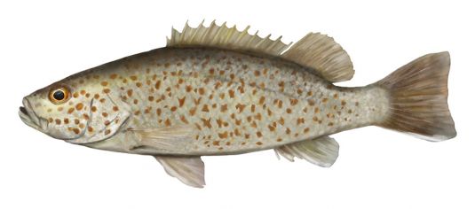 Spangled Perch