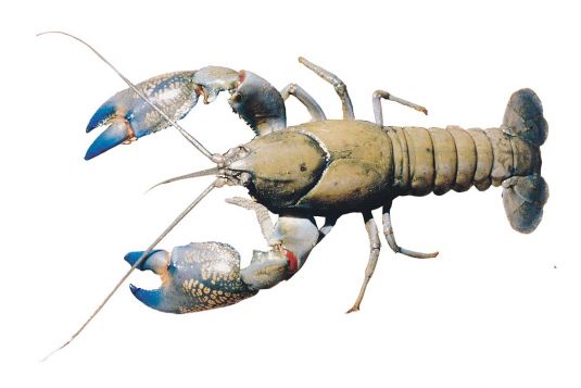 Yabby