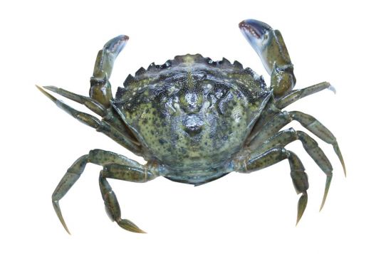 European green shore crab