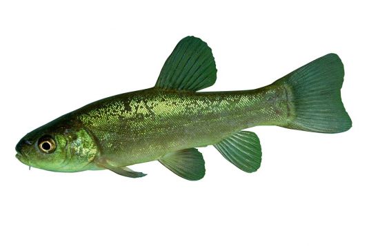 Tench