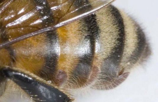 Varroa mites on a bee