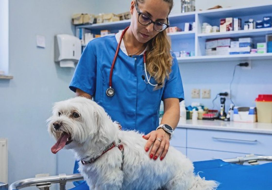 A vet examining a dog
