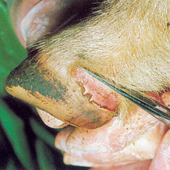 Ruptured blister on a sheep’s hoof