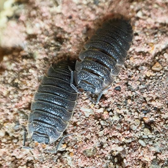 Two rough woodlice