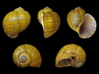 Golden apple snail shell – photo: H. Zell, CC BY-SA 3.0 via Wikimedia Commons