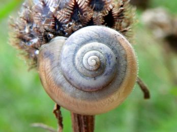 Kentish snail – photo: Peter O'Connor CC BY-SA 2.0 via Wikimedia Commons