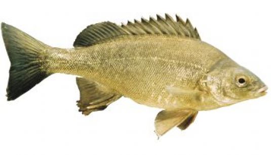 Silver Perch