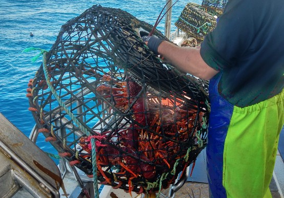 Lobster pot collection guidelines - PIRSA