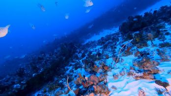 Quantifying seabed habitats, April 2023