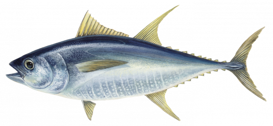Yellowfin Tuna