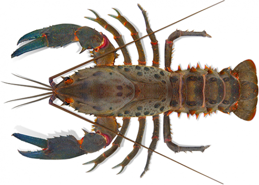 South-east Crayfish