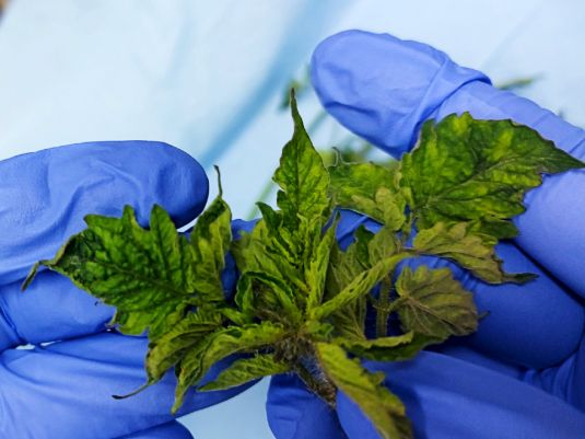 Tomato plant leaves held in gloved fingers