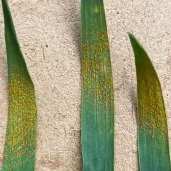 Stripe rust on Calibre wheat (photo: C. Davey)