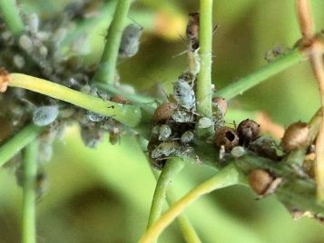 Aphid 'mummies' (photo: M. Ehsangar)