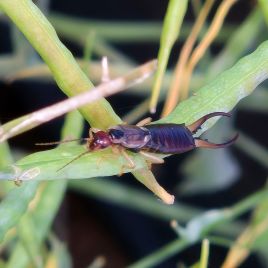 European earwig on a canola pod (photo: M. Ehsangar)