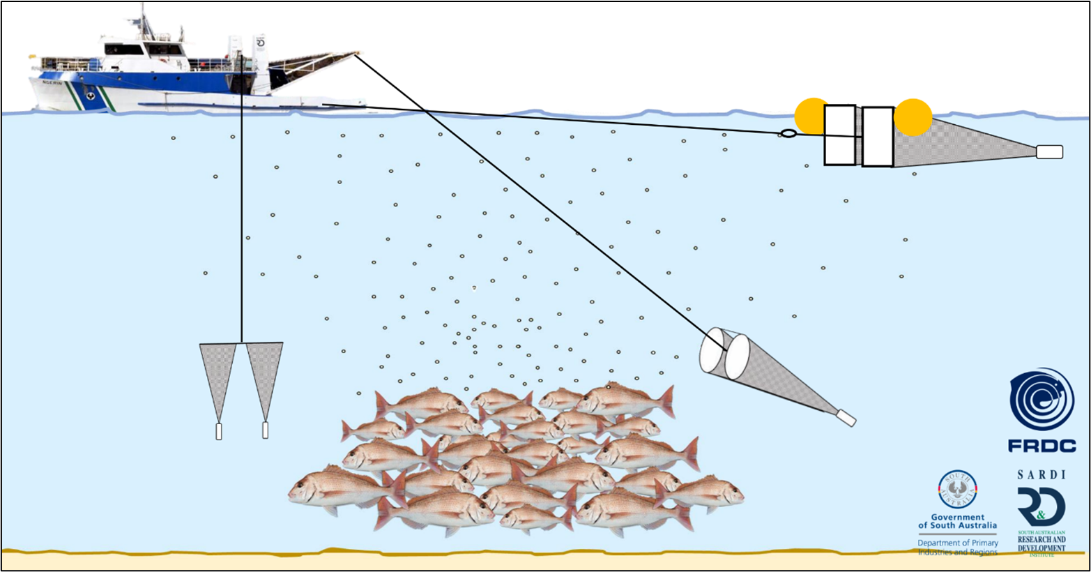3 methods used to sample Snapper eggs