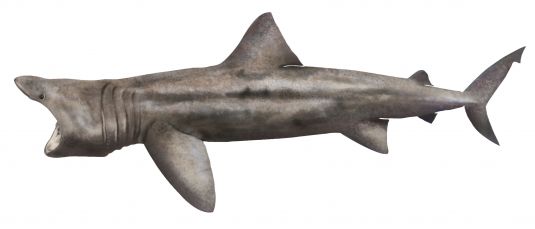 Basking Shark