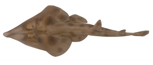 Western Shovelnose Ray