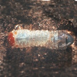 Redheaded cockchafer larvae on soil