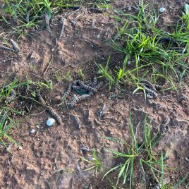A mass of grass anthelid caterpillars on soil (photo by B. Heron)