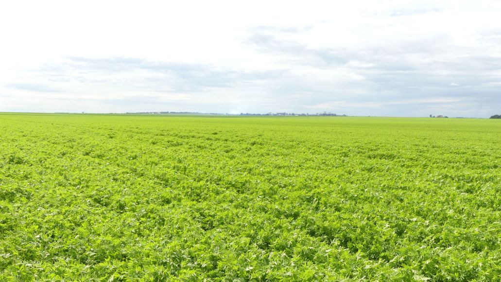 Lentil check discussion groups