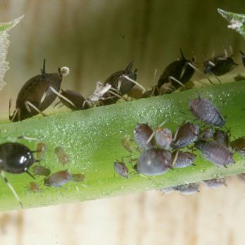 Cowpea aphids on faba beans