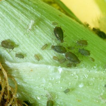 Oat aphids on corn