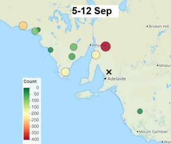 Native budworm moth trapping 5-12 Sep (MothTrapVis)