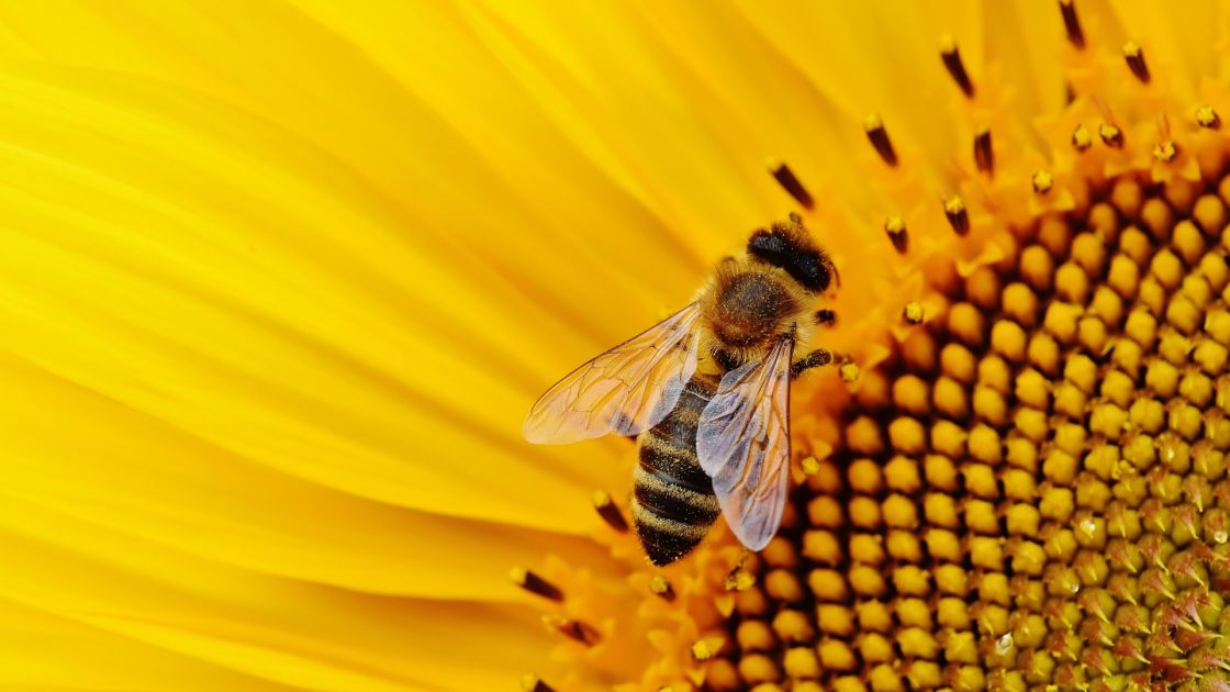 bee on flower Bee on Flower