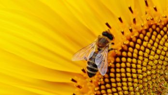 Protecting Kangaroo Island’s world-renowned  Ligurian bees
