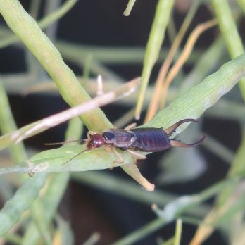 Adult European earwig on canola pod (photo by M. Ehsanger)