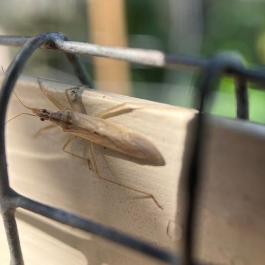 Damsel bug