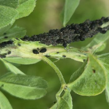 Cowpea aphid on lucerne (photo by M. Ehsangar)