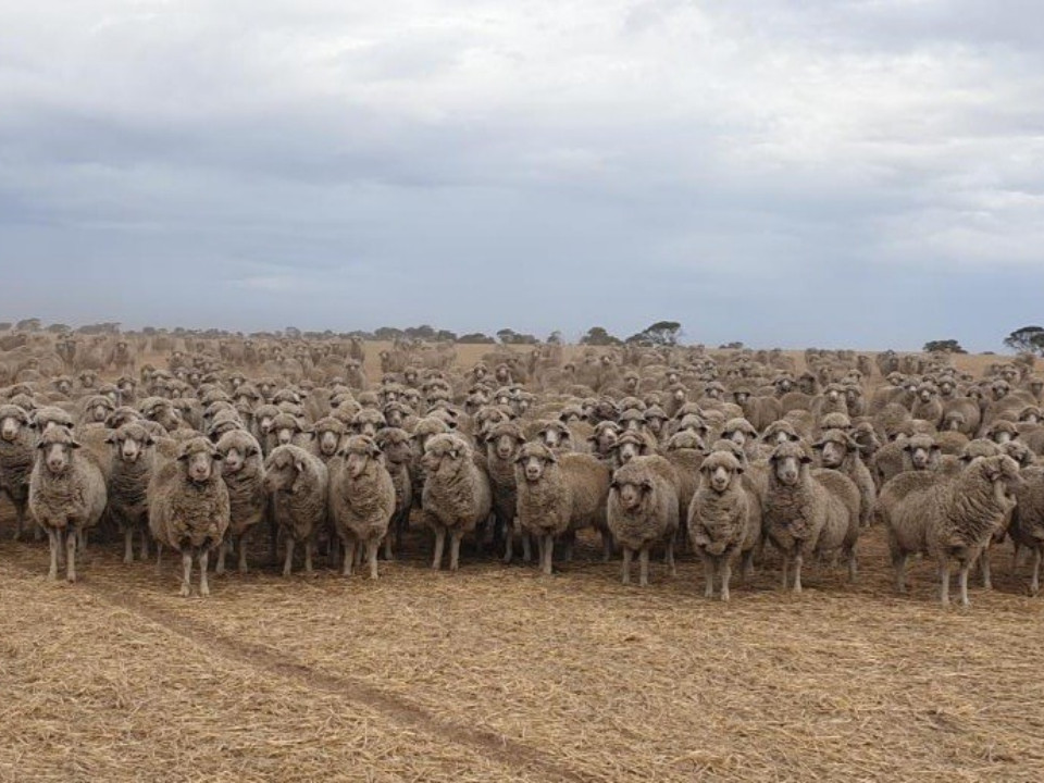 A large mob of sheep in a paddock under a cloudy sky.