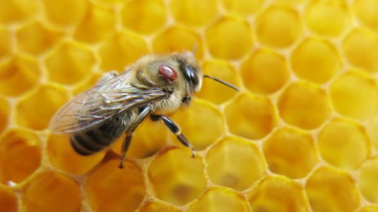 Varroa mite on a bee