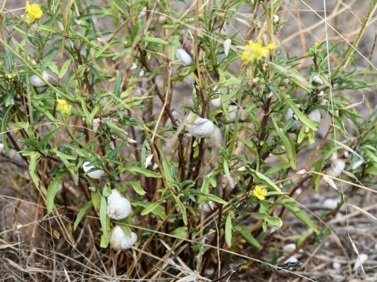 Many snails of different species attached to a plant.