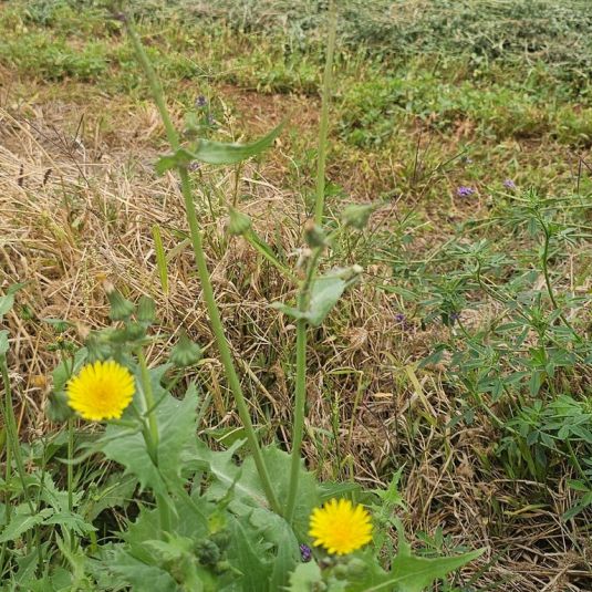 A green broad-leaved weed with bright yellow sun-like flowers.
