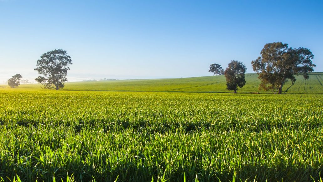Gently rolling hills covered in green crops with intermittent gum trees under a blue sky.