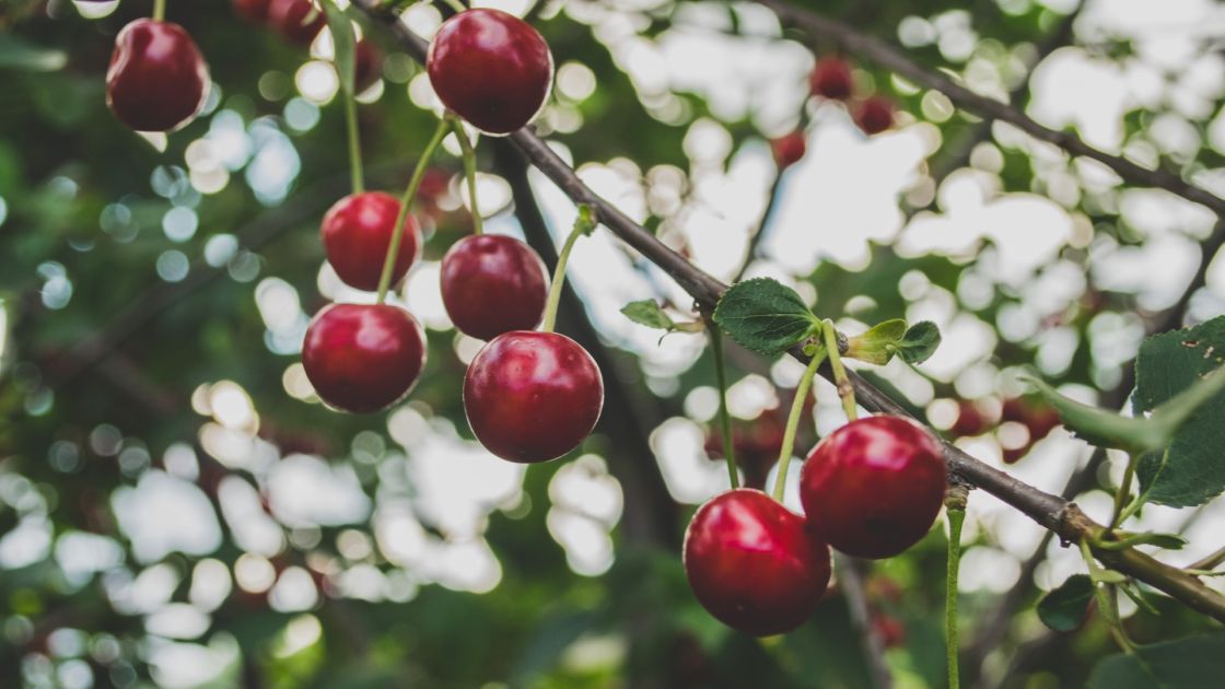 national cherry conference