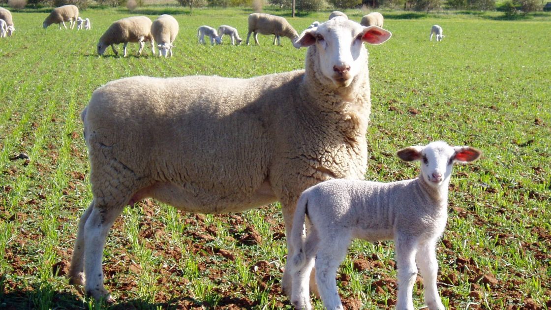 Lambex 2026
