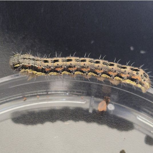 A lesser budworm caterpillar on the edge of a glass dish.