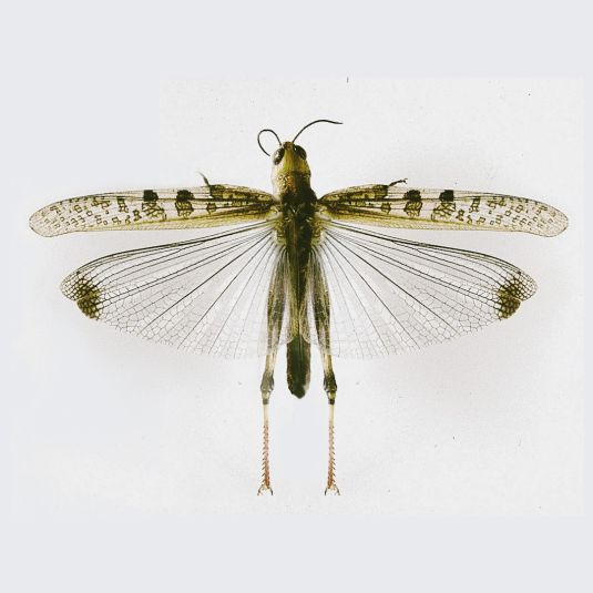 A locust displaying spread wings