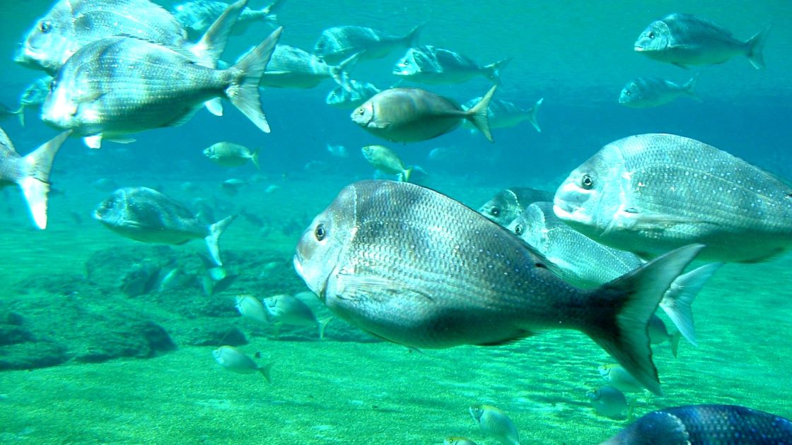 Snapper rebuilding plan
